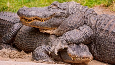 Crocodiles Relaxing in the Sunlight wallpaper