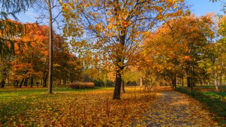 Vibrant Autumn Pathway in Nature's Embrace wallpaper