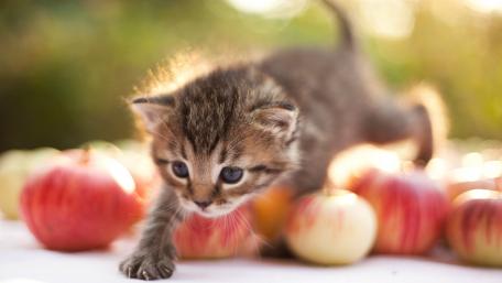 Adventurous Kitten Among Apples wallpaper