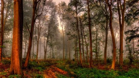 Misty Forest Morning wallpaper