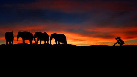 Elephants silhouette wallpaper