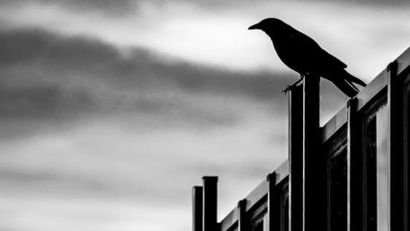 THE RAVEN wallpaper
