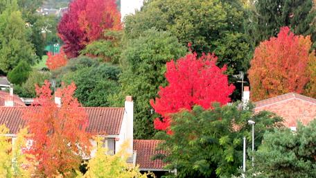 Multicolored trees wallpaper