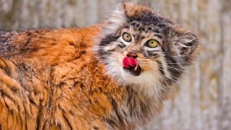 Pallas's Cat wallpaper