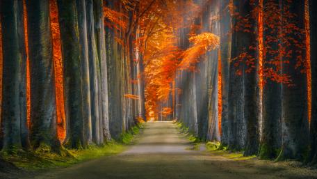 Autumnal Forest Road Serenity wallpaper