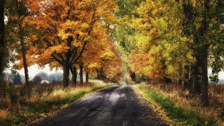 Autumn Enchantment on a Tree-Lined Road wallpaper