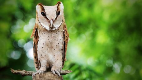 Majestic Owl in Nature's Embrace wallpaper