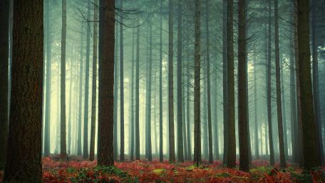 Mystic Autumn Forest Glow wallpaper