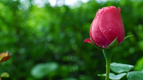 Rose Bud Nature's Elegance wallpaper