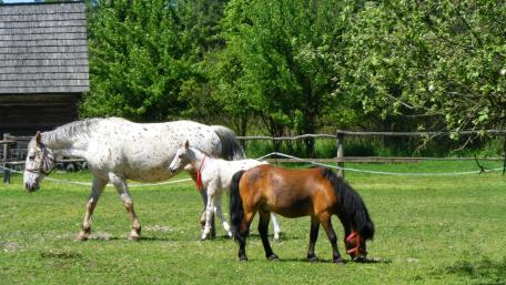 Horses wallpaper
