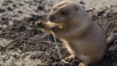 Prairie Dog in Natural Habitat wallpaper