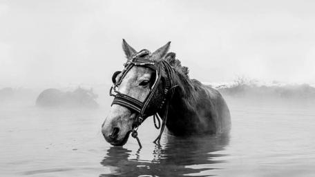 Mystic Equine Serenity in Monochrome wallpaper