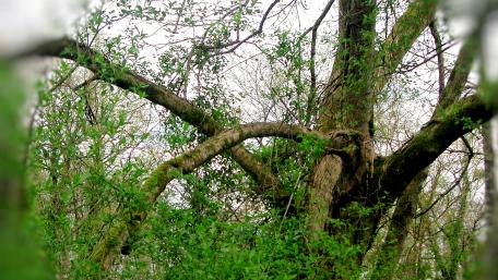 Tortuous tree wallpaper