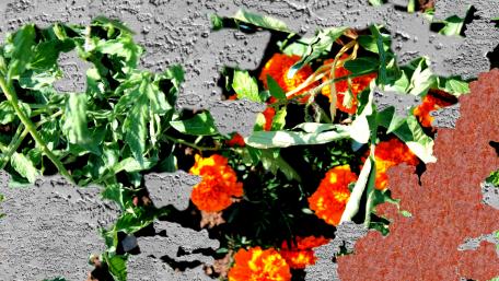 Vibrant Marigolds in Artistic Contrast wallpaper