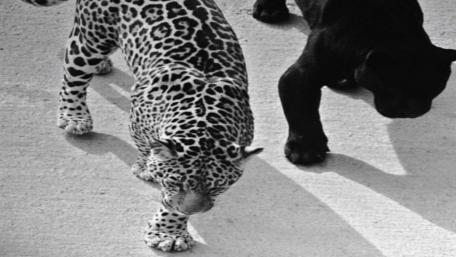 Elegant Interaction of Leopards in Black and White wallpaper