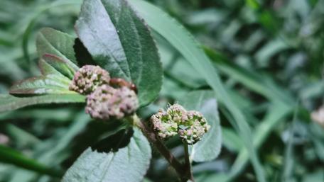 Nature's Intricate Flora Displaying Delicate Details of Life wallpaper