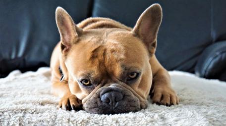 Adorable Frenchie Lounging in Peace wallpaper