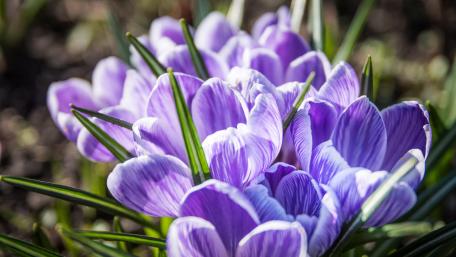 Spring Blossom: Purple Crocuses in Bloom wallpaper