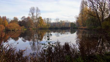 Der Morgen am See wallpaper