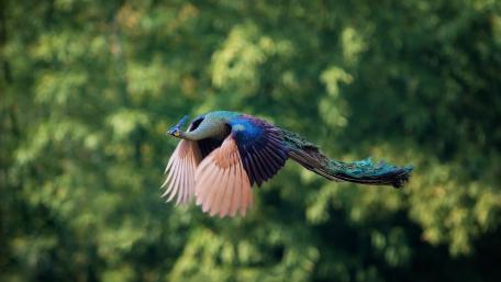 Majestic Flight of a Colorful Bird wallpaper