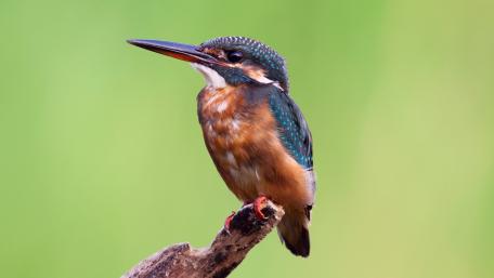 Colorful Kingfisher Perched on a Twig wallpaper