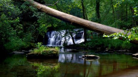 Serenity of Forest Waterfalls wallpaper