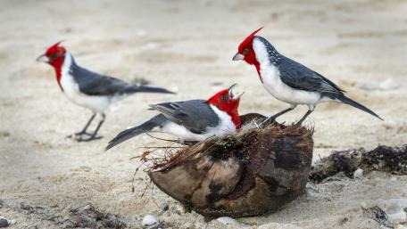 Crimson Cardinals Feeding on the Beach wallpaper