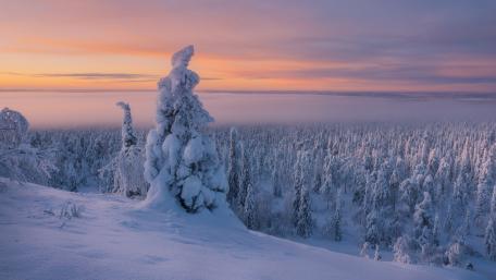 Snow-Covered Pines at Dawn’s Light wallpaper