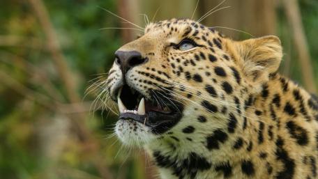Amur Leopard wallpaper
