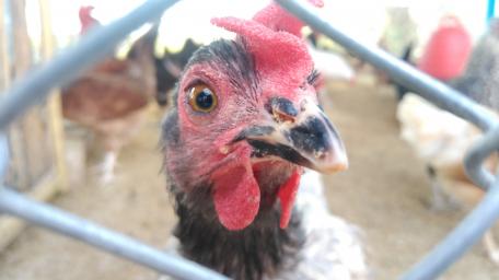 Chicken Farm wallpaper