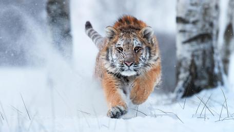 Frolicsome Tiger Cub in Winter Wonderland wallpaper