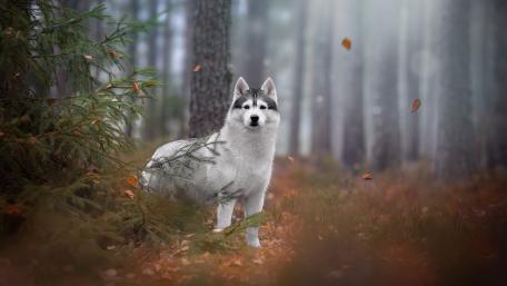 Majestic Husky in Misty Forest wallpaper