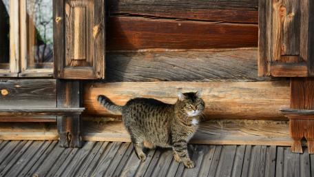 Rustic Feline Charm in the Countryside wallpaper