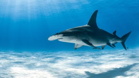 Majestic Hammerhead Shark Underwater wallpaper