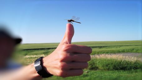 Dragonfly on the go wallpaper