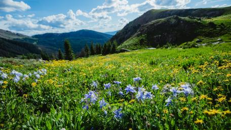 Vibrant Flower Field Under Clear Blue Skies wallpaper