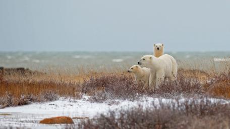 Polar bear family wallpaper