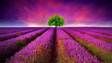 Ein Baum mitten auf einer bunten Wiese wallpaper