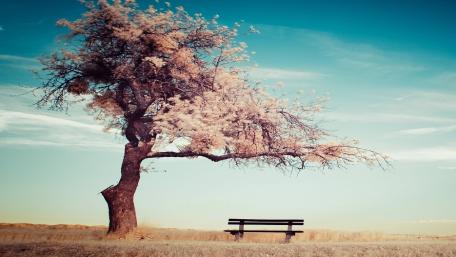 Baum mit Bank wallpaper