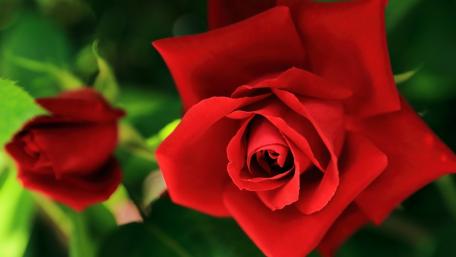 Wunderschöne Rose wallpaper