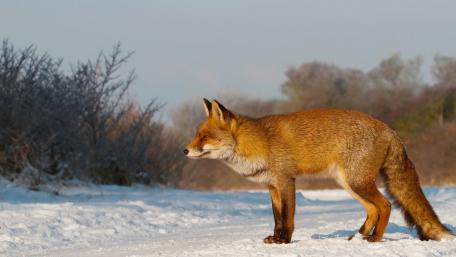 Winter Fox in the Snowy Landscape wallpaper