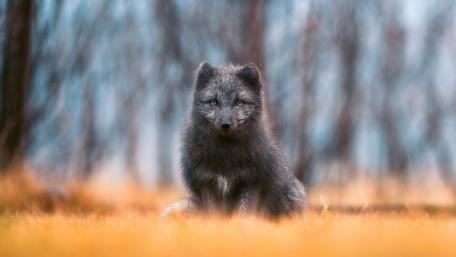 Mystical Arctic Fox in Nature's Embrace wallpaper