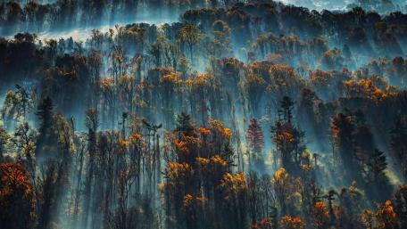 morning mist wallpaper