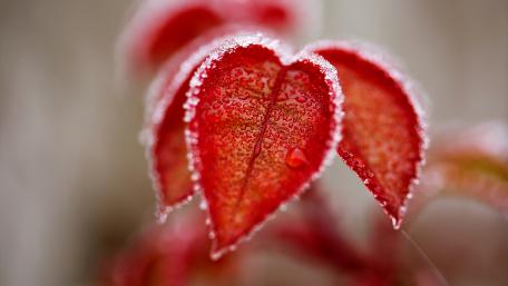 Hoarfrost Adorned Autumn Leaves wallpaper