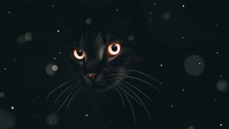 Mystic Gaze of a Black Cat wallpaper