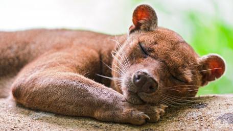Cute Sleeping Fossa wallpaper