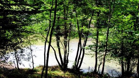 River in the forest wallpaper