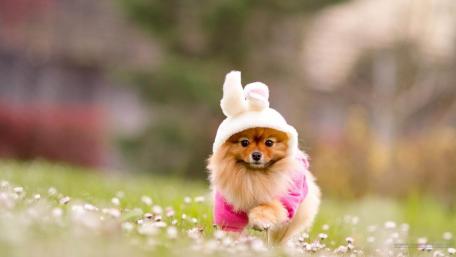 Puppy in dress wallpaper