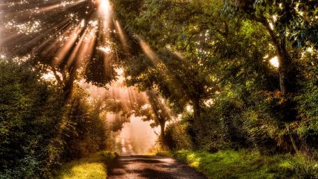 Sunlit Forest Passage wallpaper