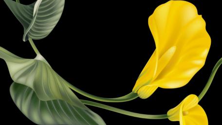 Cool B.G.Y flower wallpaper